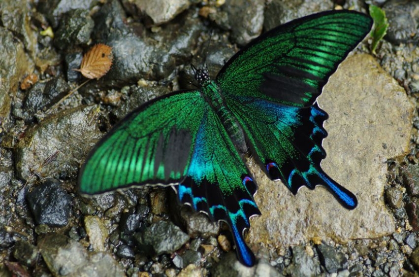 19 sorprendentes transformaciones de orugas en mariposas