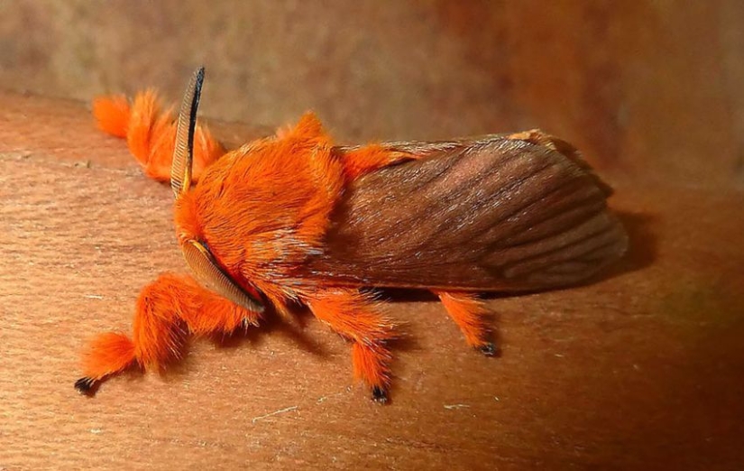 19 sorprendentes transformaciones de orugas en mariposas