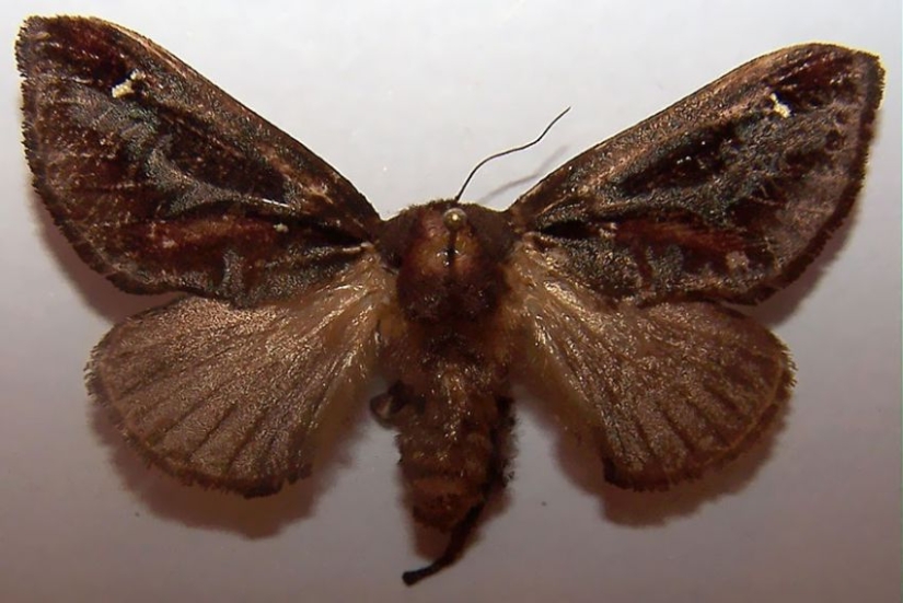 19 sorprendentes transformaciones de orugas en mariposas