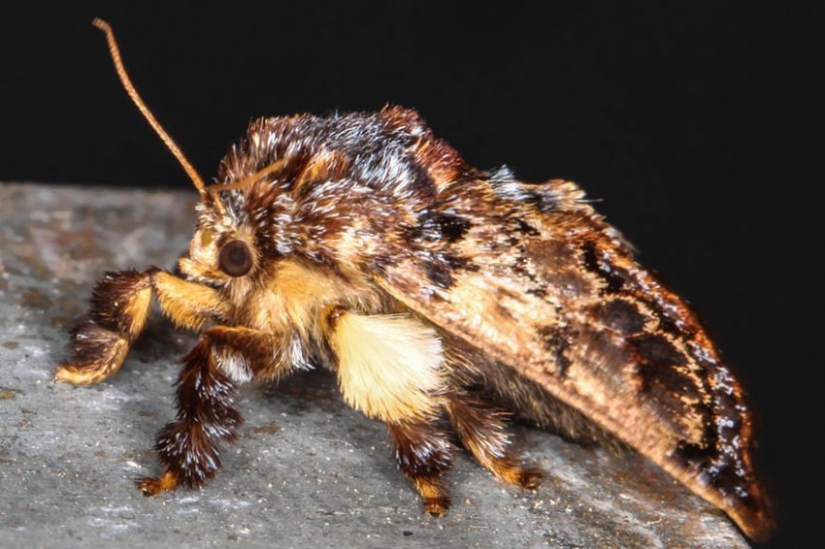 19 sorprendentes transformaciones de orugas en mariposas