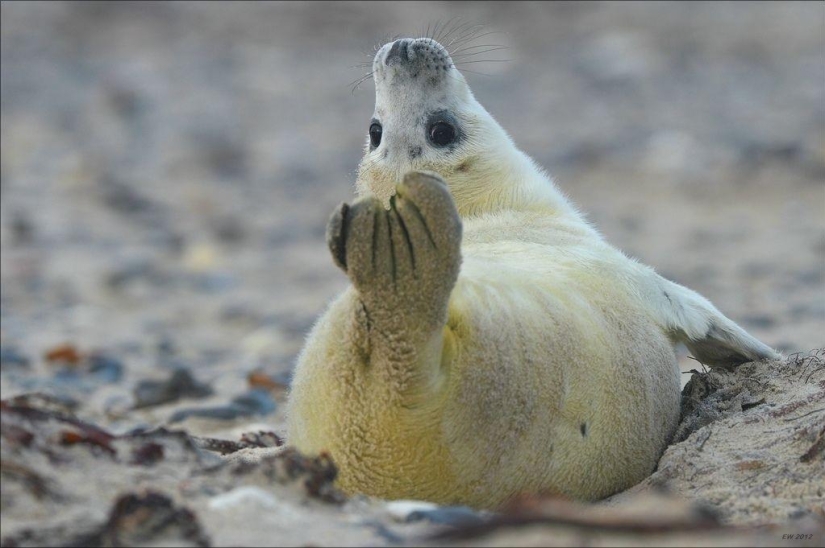 20 animales que hacen yoga mejor que tú