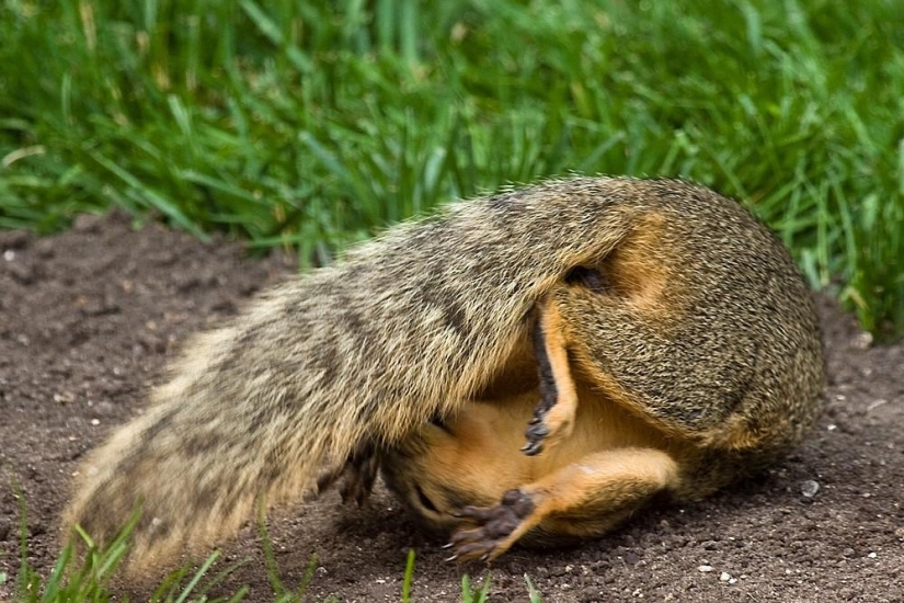 20 animales que hacen yoga mejor que tú