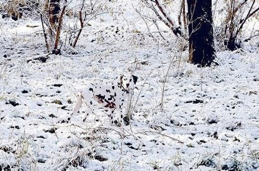 20 animales que se disfrazan de dioses 20 animales que se disfrazan de dioses