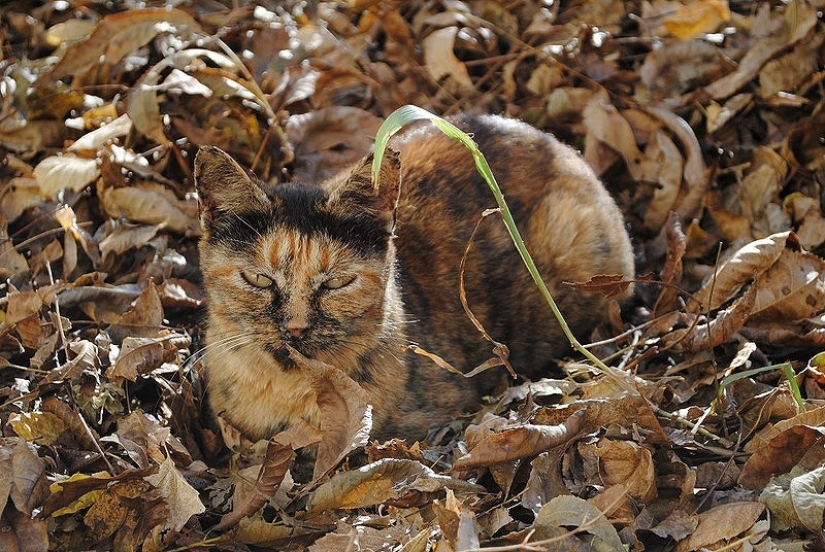 20 animals that disguise themselves as gods