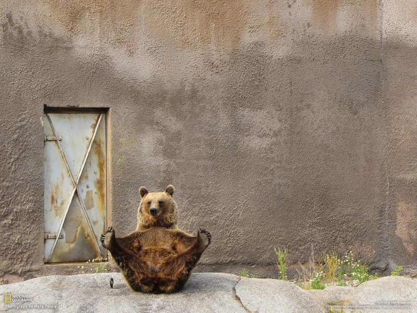 20 Animals That Do Yoga Better Than You