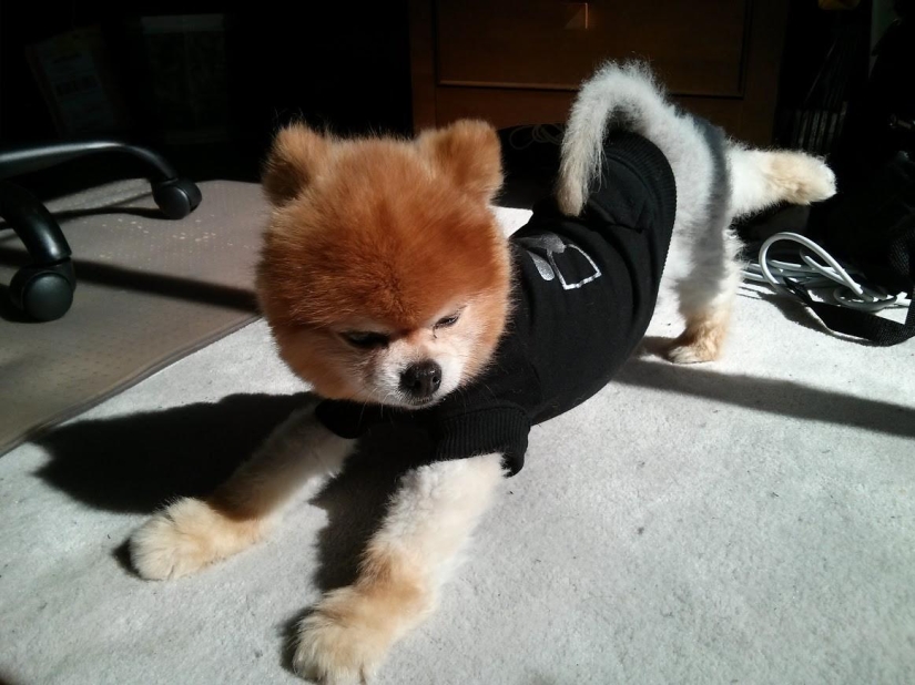 20 Animals That Do Yoga Better Than You