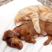 20 cats who have a crush on dogs