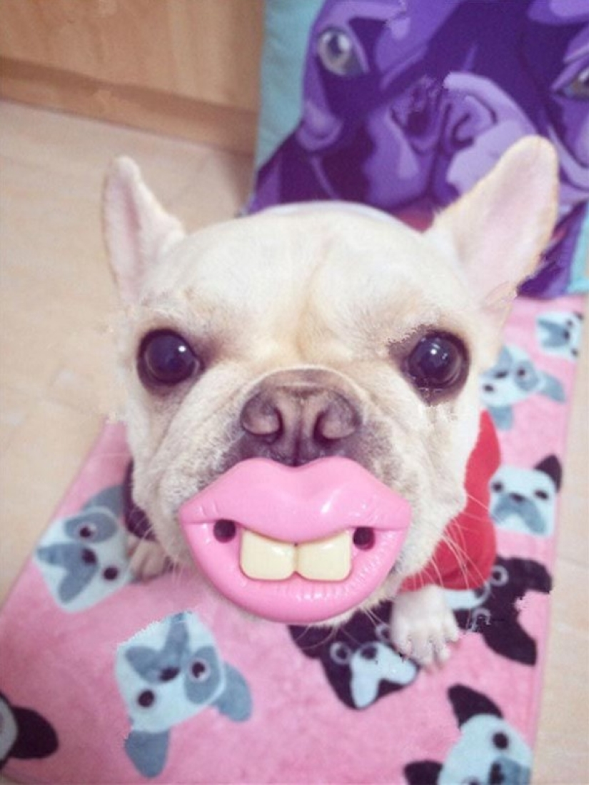 20 Dogs Who Have No Idea About How Stupid They Look With Their Toys 20 Dogs Who Have No Idea About How Stupid They Look With Their Toys