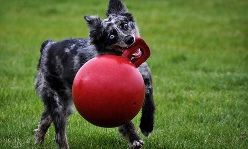 20 Dogs Who Have No Idea About How Stupid They Look With Their Toys 20 Dogs Who Have No Idea About How Stupid They Look With Their Toys