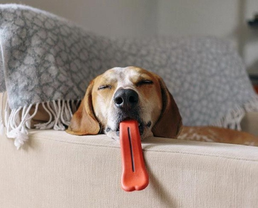 20 Dogs Who Have No Idea About How Stupid They Look With Their Toys 20 Dogs Who Have No Idea About How Stupid They Look With Their Toys