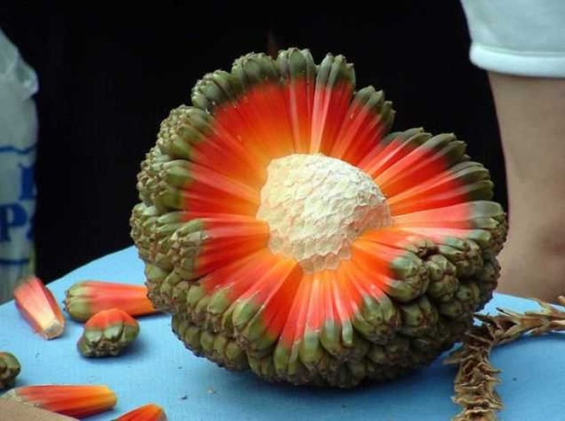 20 exotic fruits from around the world that you haven't heard of 20 exotic fruits from around the world that you haven't heard of