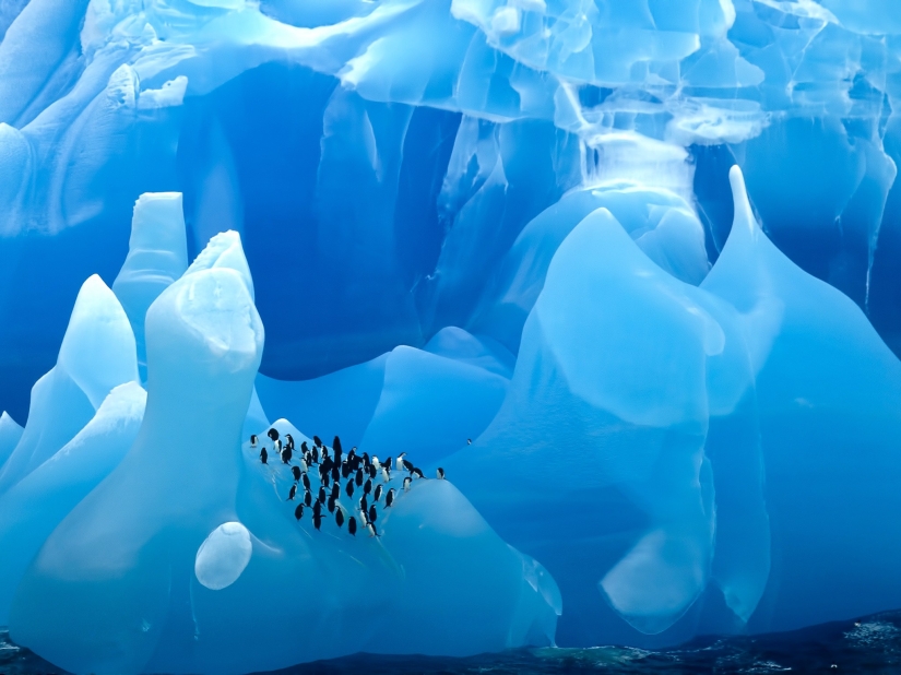 20 fotos que te harán querer visitar la Antártida 20 fotos que te harán querer visitar la Antártida