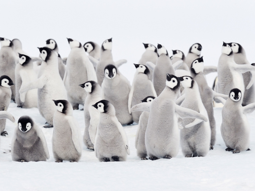 20 fotos que te harán querer visitar la Antártida 20 fotos que te harán querer visitar la Antártida