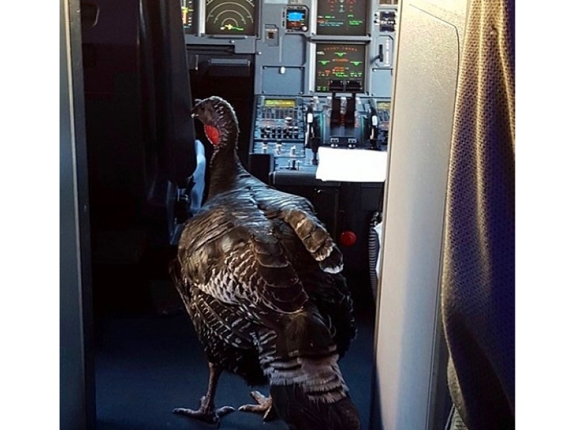 20 funniest and most unusual animal-air passengers