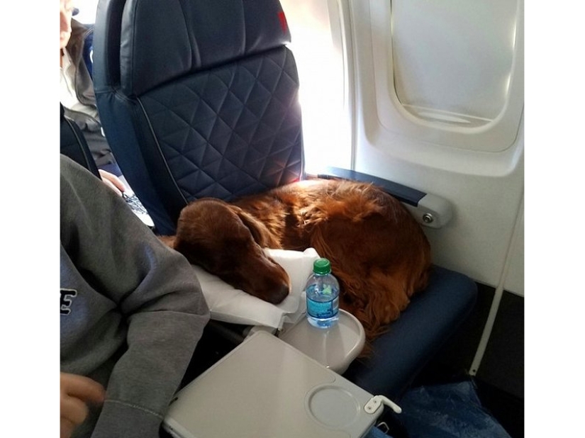 20 funniest and most unusual animal-air passengers