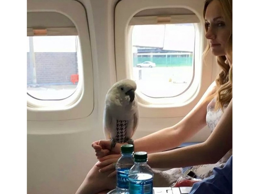 20 funniest and most unusual animal-air passengers