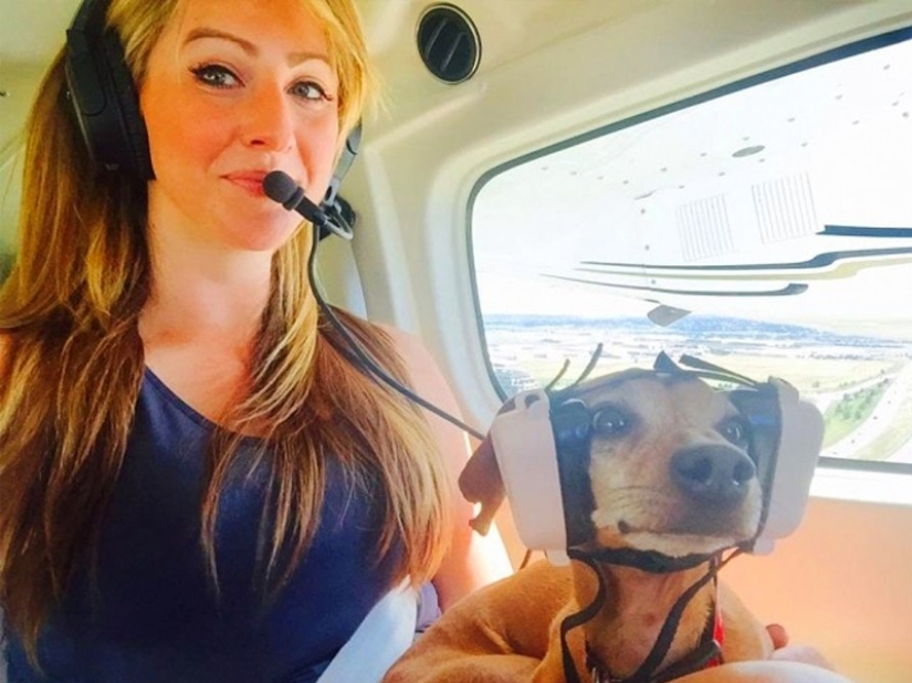 20 funniest and most unusual animal-air passengers