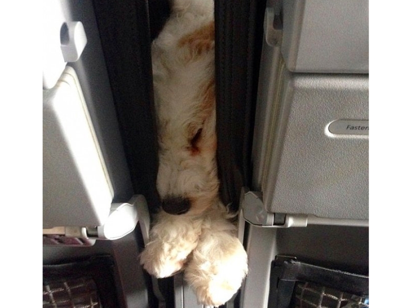 20 funniest and most unusual animal-air passengers