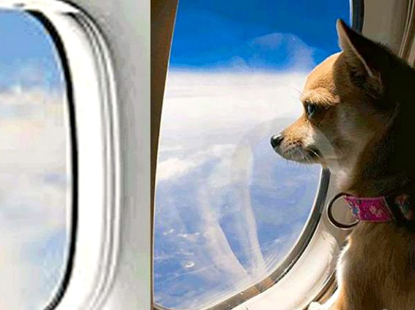 20 funniest and most unusual animal-air passengers