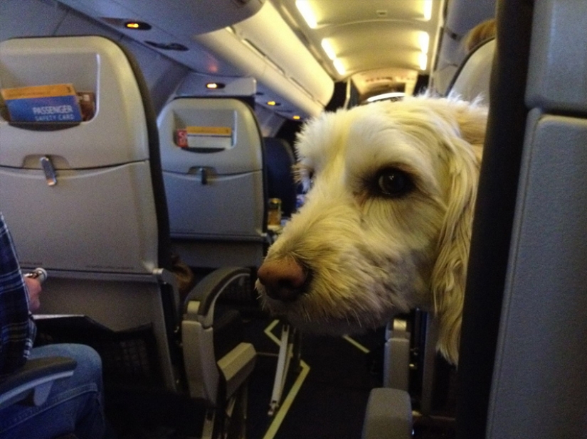 20 funniest and most unusual animal-air passengers