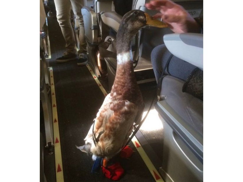 20 funniest and most unusual animal-air passengers