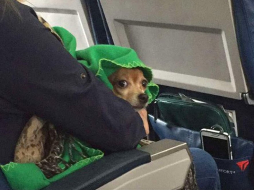 20 funniest and most unusual animal-air passengers