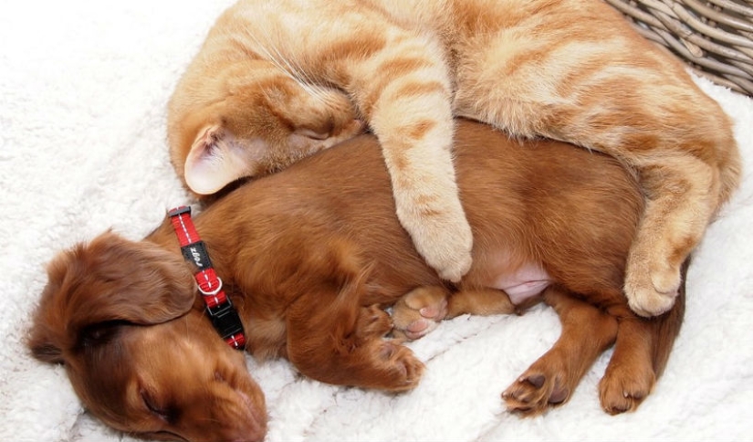 20 gatos que están enamorados de los perros 20 gatos que están enamorados de los perros