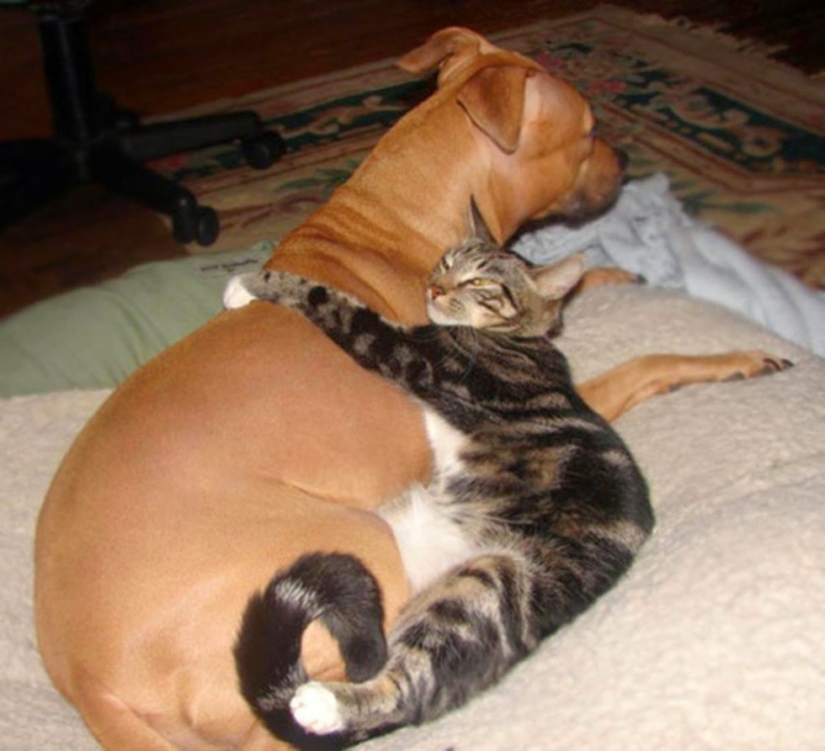 20 gatos que están enamorados de los perros 20 gatos que están enamorados de los perros