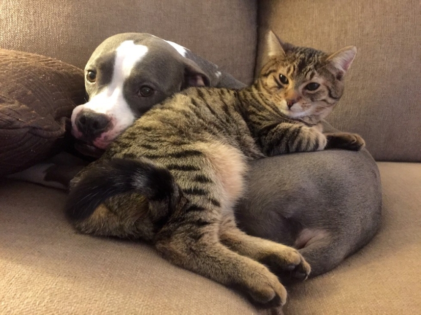 20 gatos que están enamorados de los perros 20 gatos que están enamorados de los perros