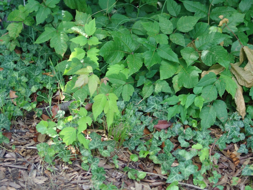 20 non-standard ways to use vodka