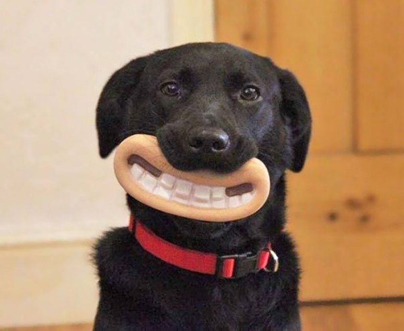 20 perros que no saben lo estúpidos que se ven con sus juguetes 20 perros que no saben lo estúpidos que se ven con sus juguetes