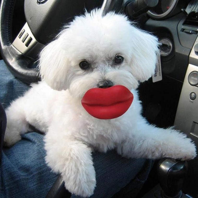 20 perros que no saben lo estúpidos que se ven con sus juguetes 20 perros que no saben lo estúpidos que se ven con sus juguetes
