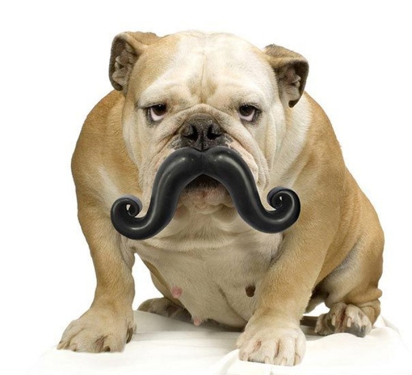 20 perros que no saben lo estúpidos que se ven con sus juguetes 20 perros que no saben lo estúpidos que se ven con sus juguetes