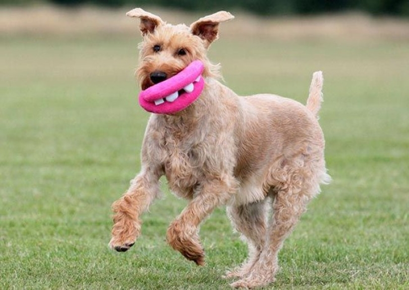 20 perros que no saben lo estúpidos que se ven con sus juguetes 20 perros que no saben lo estúpidos que se ven con sus juguetes