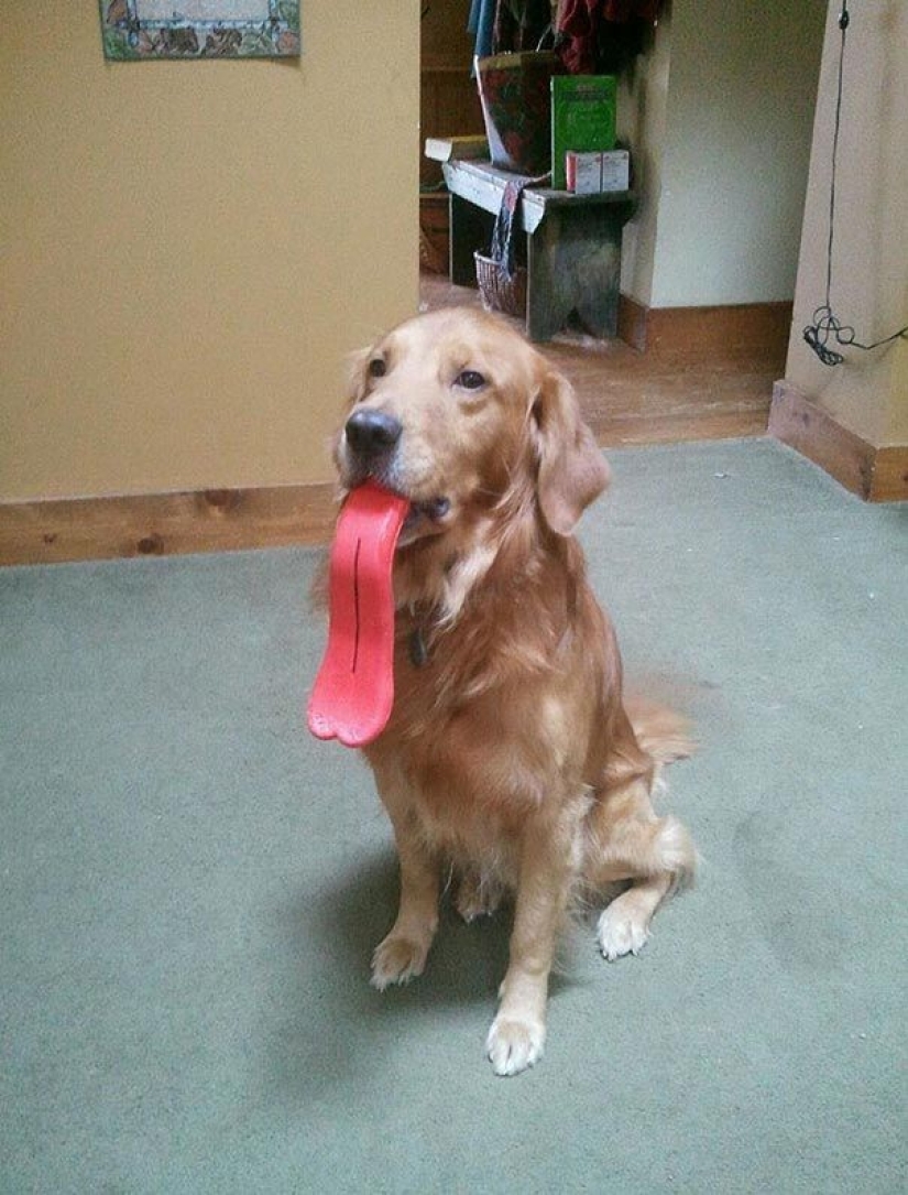 20 perros que no saben lo estúpidos que se ven con sus juguetes 20 perros que no saben lo estúpidos que se ven con sus juguetes