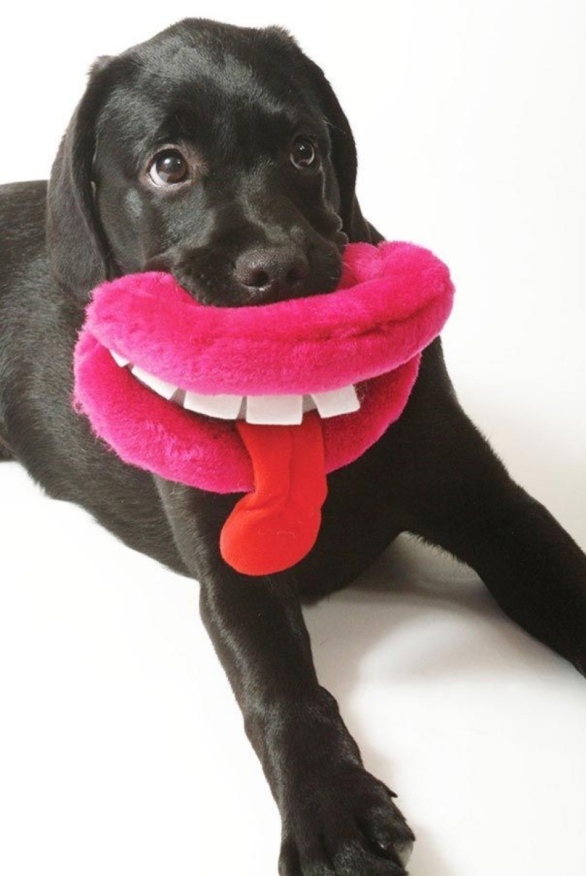 20 perros que no saben lo estúpidos que se ven con sus juguetes 20 perros que no saben lo estúpidos que se ven con sus juguetes
