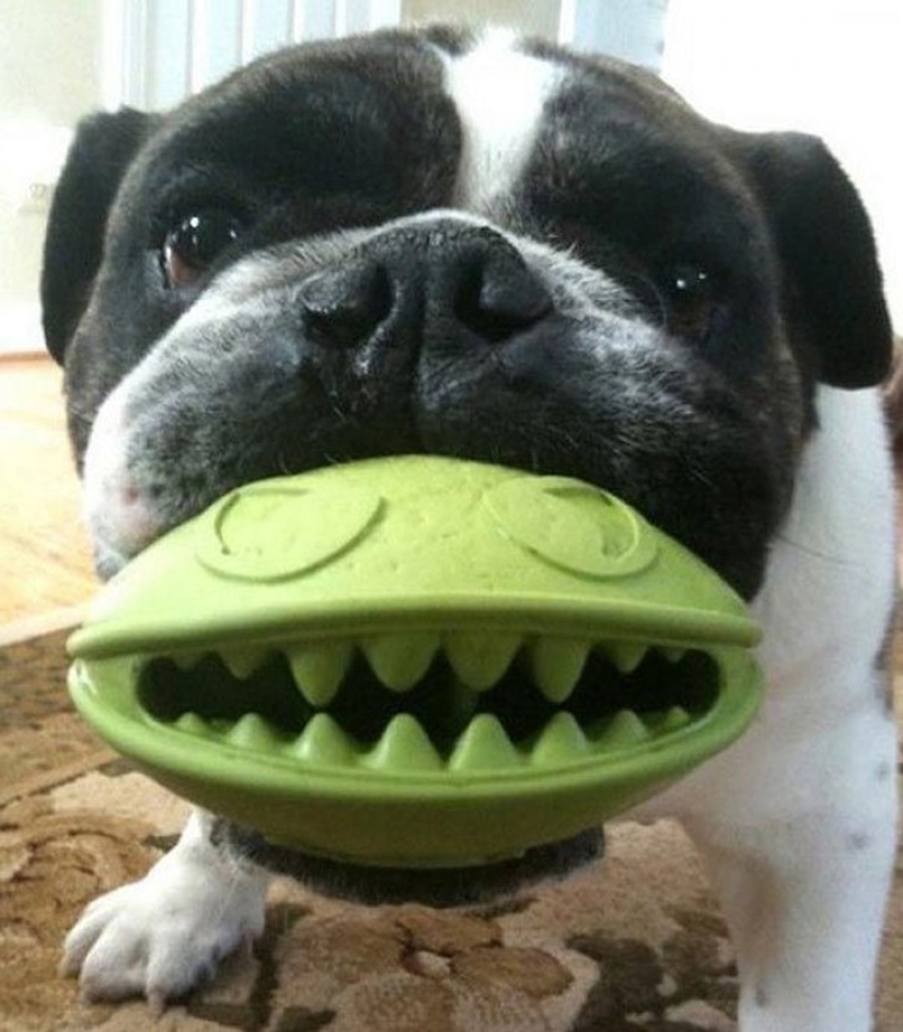 20 perros que no saben lo estúpidos que se ven con sus juguetes 20 perros que no saben lo estúpidos que se ven con sus juguetes