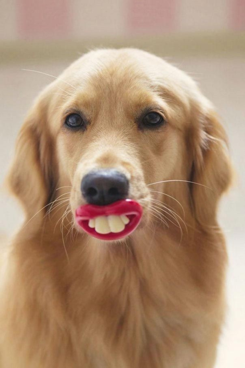 20 perros que no saben lo estúpidos que se ven con sus juguetes 20 perros que no saben lo estúpidos que se ven con sus juguetes