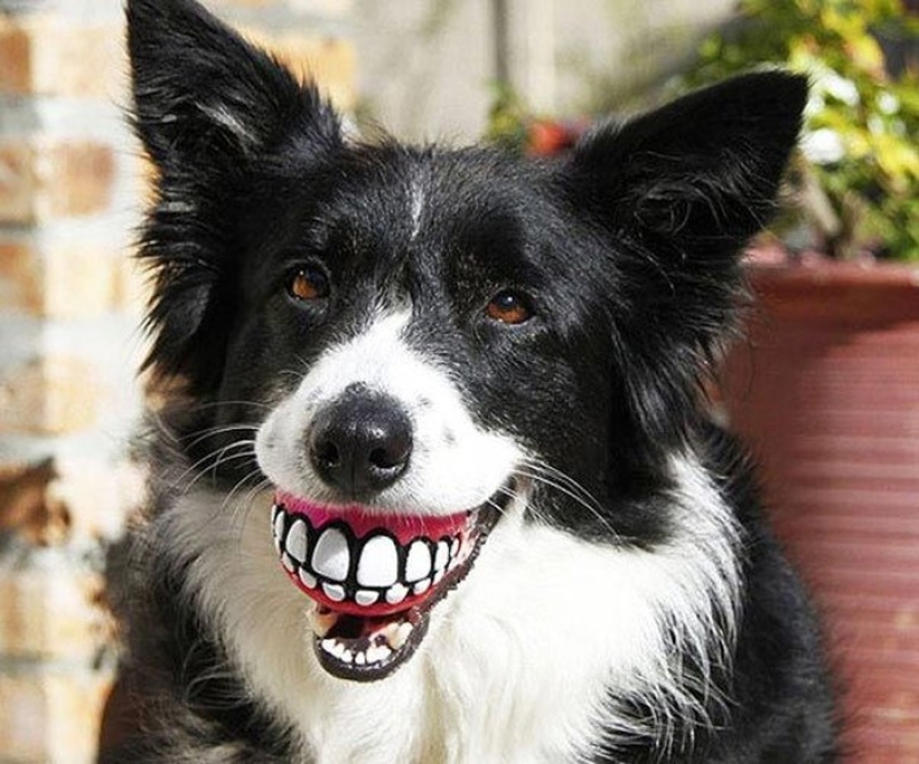 20 perros que no saben lo estúpidos que se ven con sus juguetes 20 perros que no saben lo estúpidos que se ven con sus juguetes