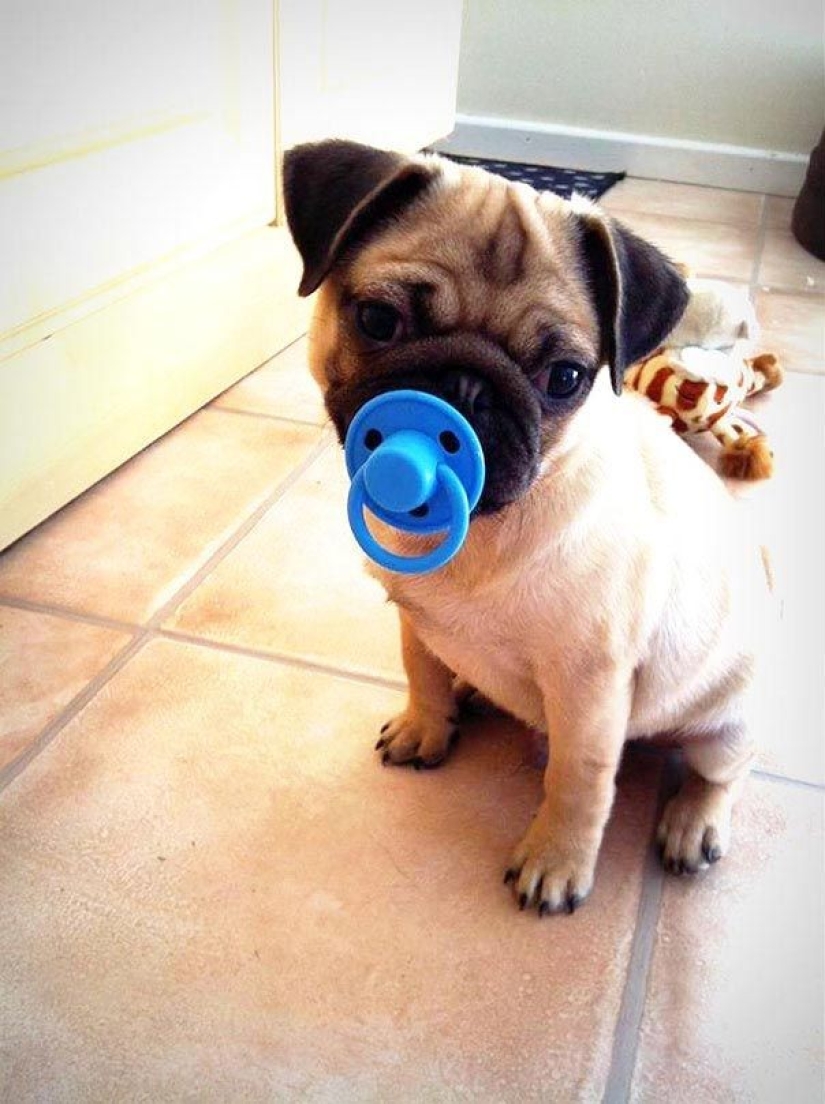 20 perros que no saben lo estúpidos que se ven con sus juguetes 20 perros que no saben lo estúpidos que se ven con sus juguetes