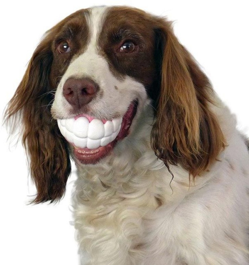 20 perros que no saben lo estúpidos que se ven con sus juguetes 20 perros que no saben lo estúpidos que se ven con sus juguetes