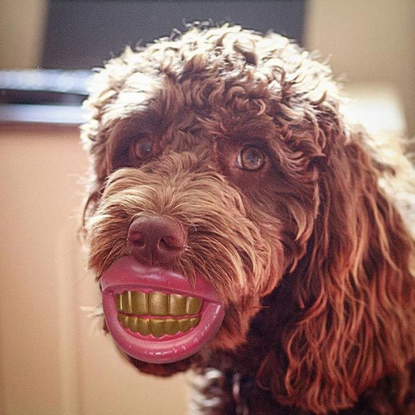 20 perros que no saben lo estúpidos que se ven con sus juguetes 20 perros que no saben lo estúpidos que se ven con sus juguetes