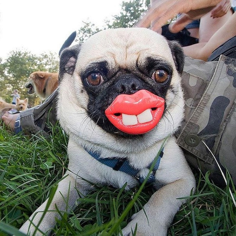 20 perros que no saben lo estúpidos que se ven con sus juguetes 20 perros que no saben lo estúpidos que se ven con sus juguetes