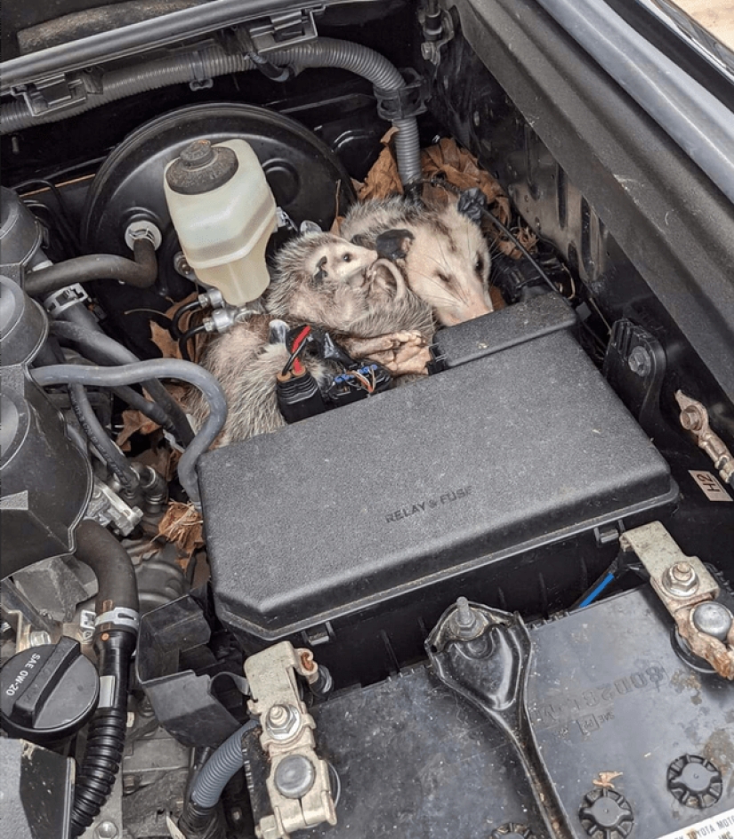 20 personas cuya cuarentena es definitivamente peor que la tuya 20 personas cuya cuarentena es definitivamente peor que la tuya