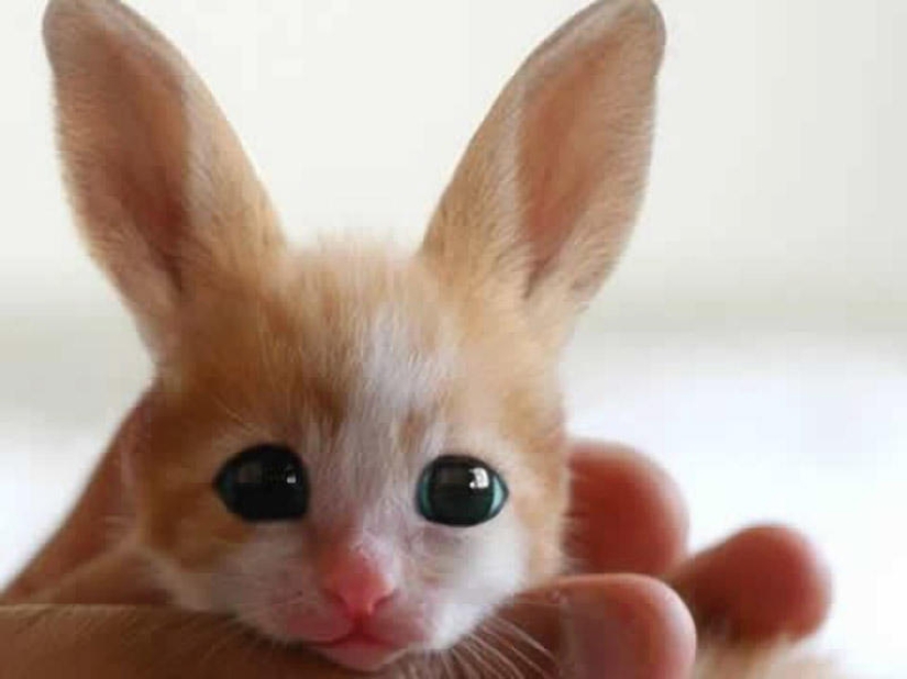 20 photo falsifications that have flown all over the world