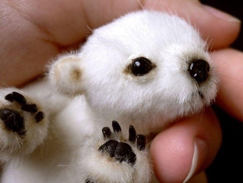 20 photo falsifications that have flown all over the world