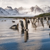 20 photos that will make you want to visit Antarctica