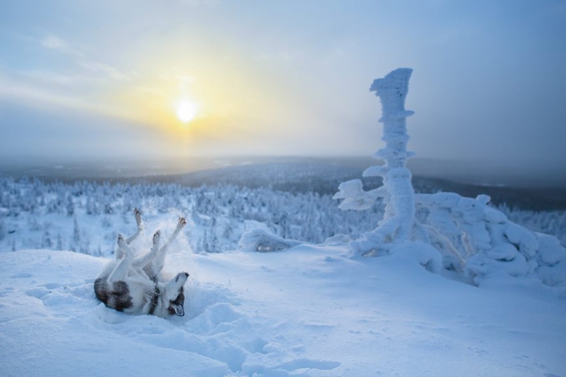 20 reasons why Lapland is the most magical place to celebrate the New Year