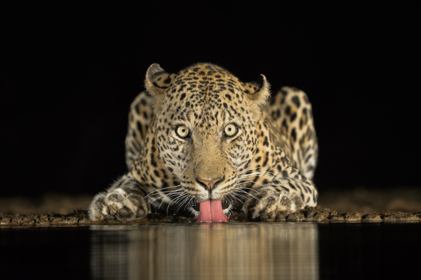 20 stunning pictures of the finalists of the Sony World Photography 2018 photo contest