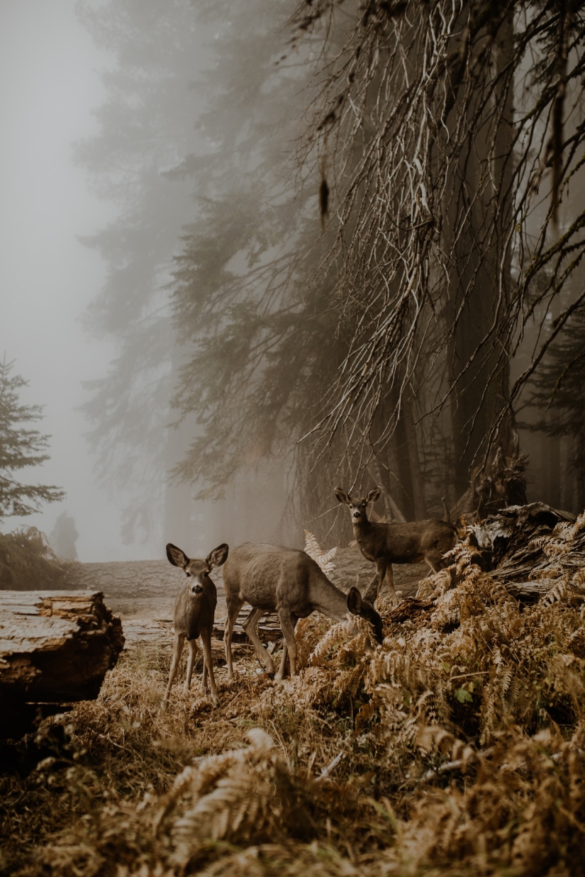 20 stunning pictures of the finalists of the Sony World Photography 2018 photo contest